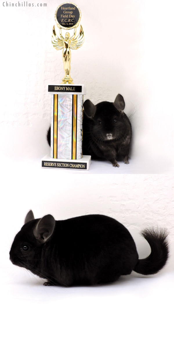 14259 Reserve Section Champion Ebony Male Chinchilla