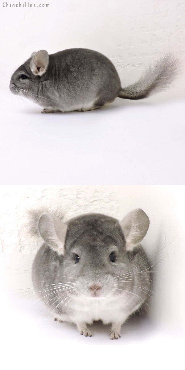 14237 Show Quality Sapphire Male Chinchilla