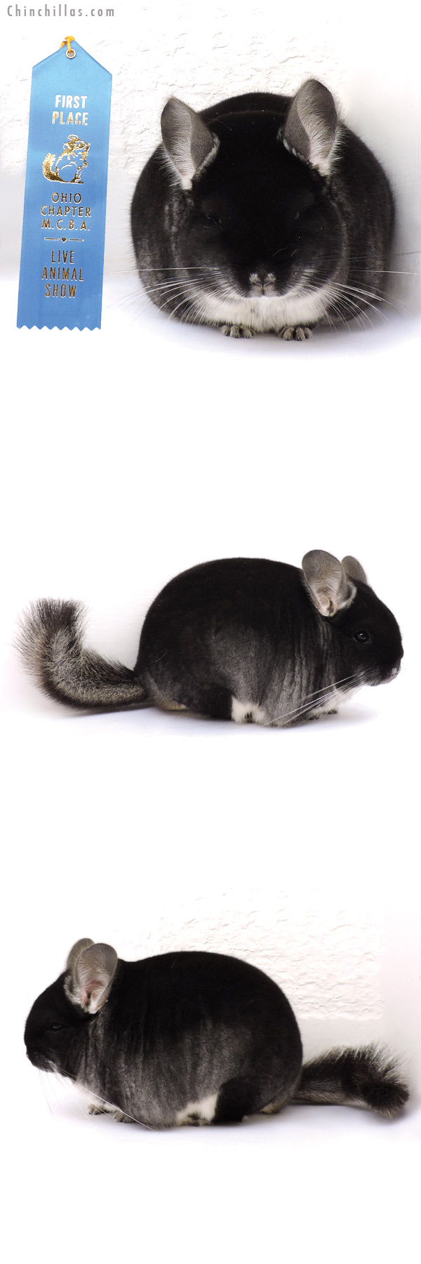 14280 Blocky, Brevi Type 1st Place Black Velvet Male Chinchilla