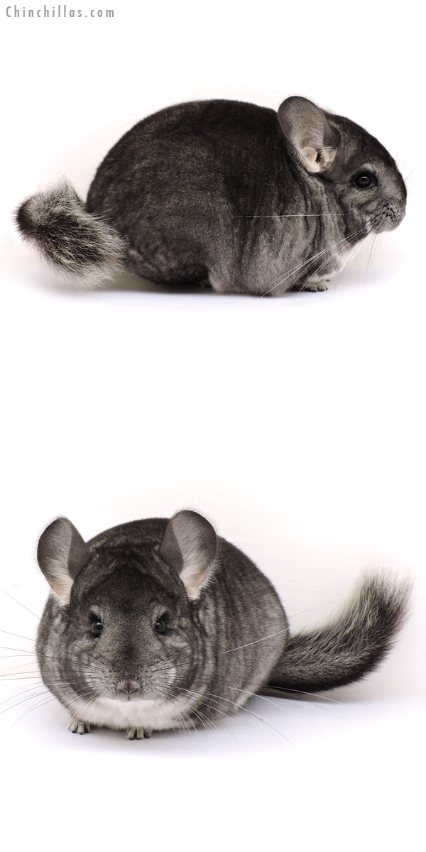 14286 Show Quality Standard Female Chinchilla