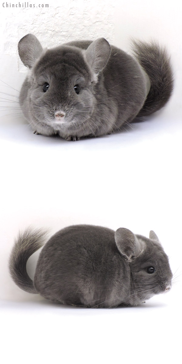 14300 Premium Production Quality Wrap Around Violet Female Chinchilla