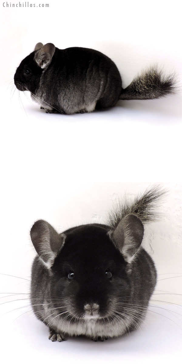 14310 Herd Improvement Quality Black Velvet ( Ebony Carrier ) Male Chinchilla