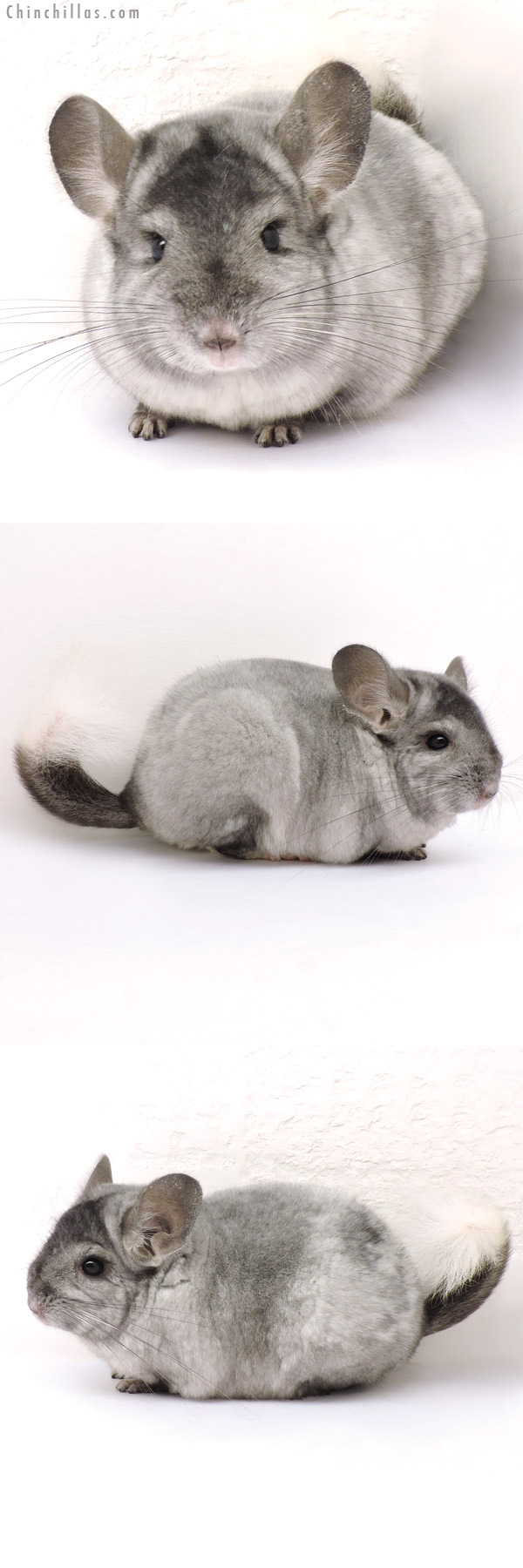 14284 Show Quality Ebony & White Mosaic Male Chinchilla