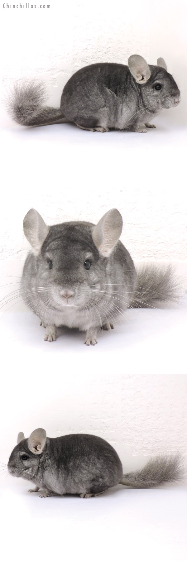 14307 Show Quality Sapphire ( Ebony Carrier ) Male Chinchilla