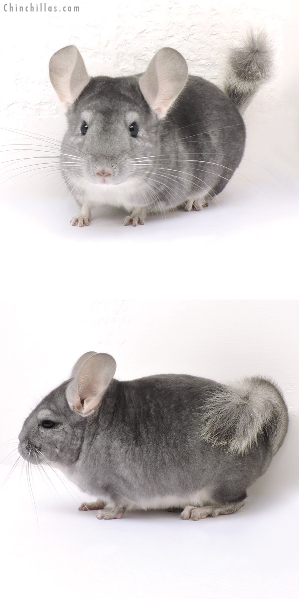 14309 Show Quality Sapphire ( Violet Carrier ) Male Chinchilla