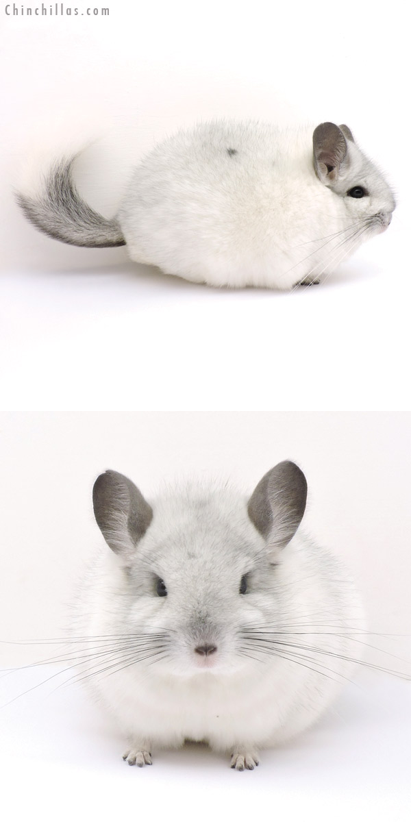 14318 Blocky Show Quality Silver Mosaic Female Chinchilla