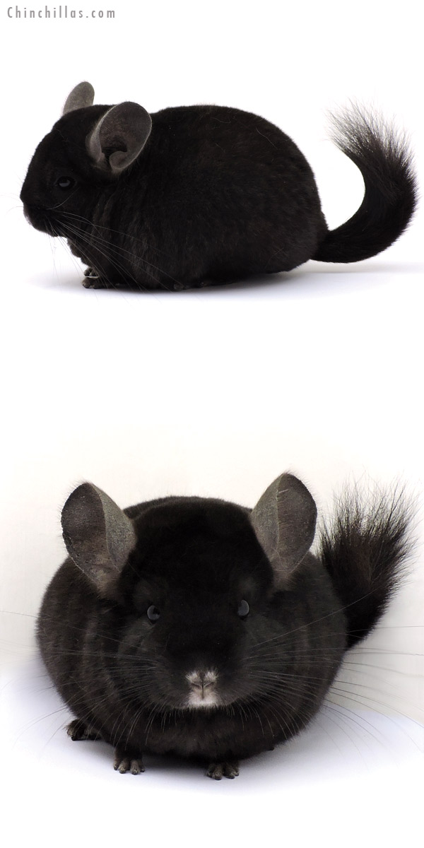 14320 Exceptional Ebony ( Locken Carrier ) Female Chinchilla