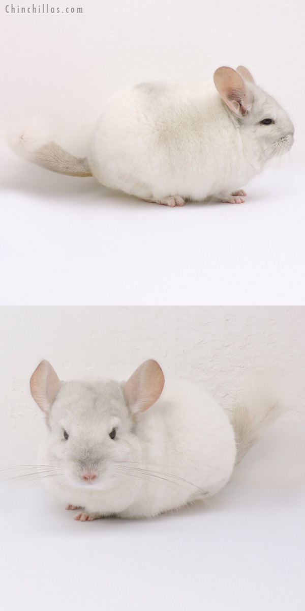 14325 Large Blocky Premium Production Quality Beige & White Mosaic Female Chinchilla