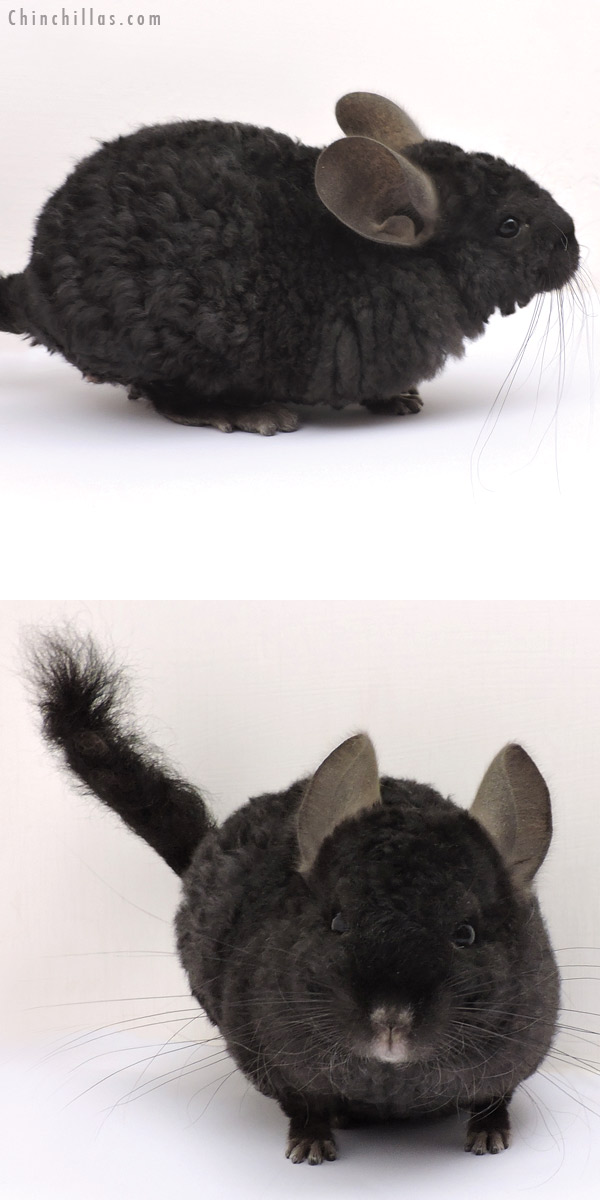 14324 Exceptional Ebony Full Locken Male Chinchilla