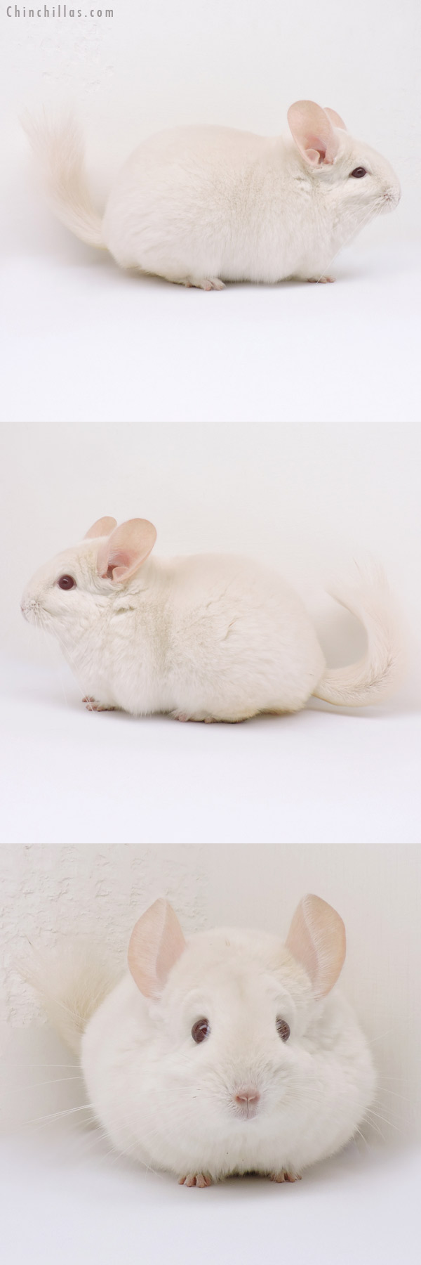 14330 Large Exceptional Goldbar Female Chinchilla