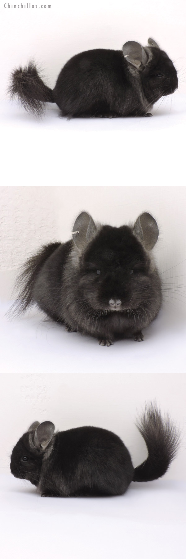 14346 Ebony  Royal Persian Angora Female Chinchilla