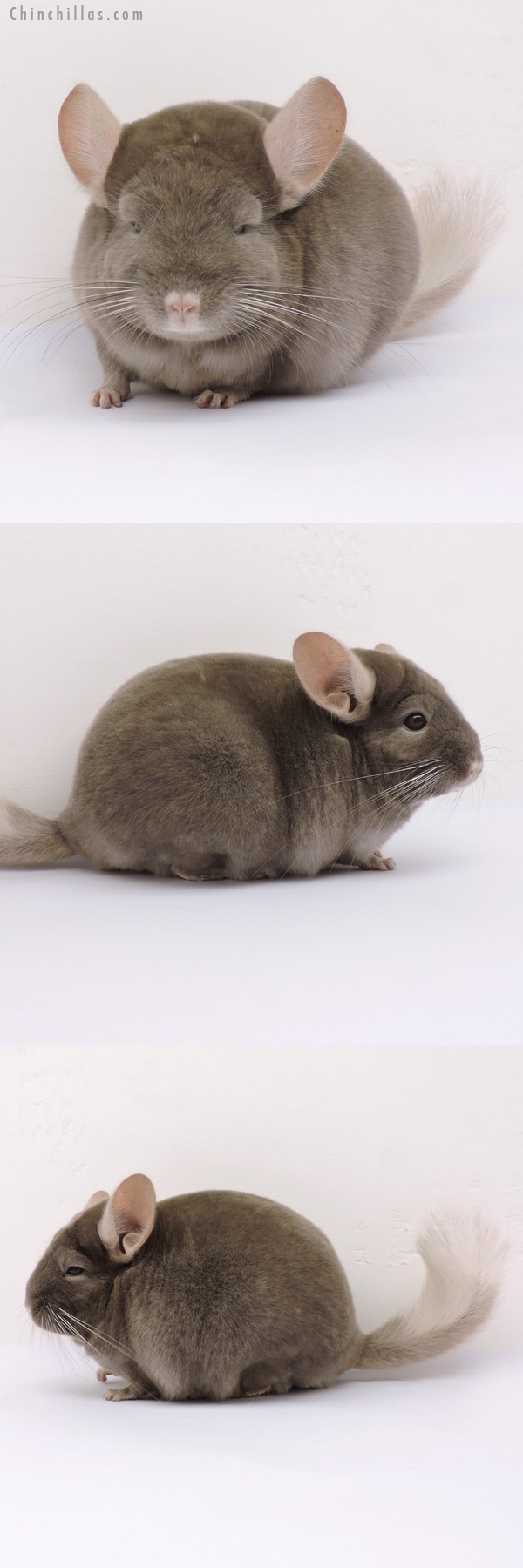 14343 Herd Improvement Quality Tan Male Chinchilla