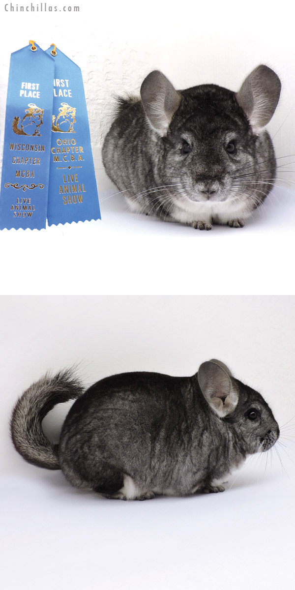 14339 Extra Large Multi 1st Place Standard Male Chinchilla