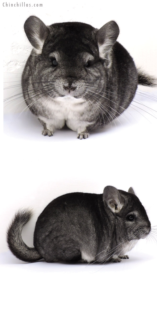 14353 Large Blocky Brevi type Premium Production Quality Standard Female Chinchilla