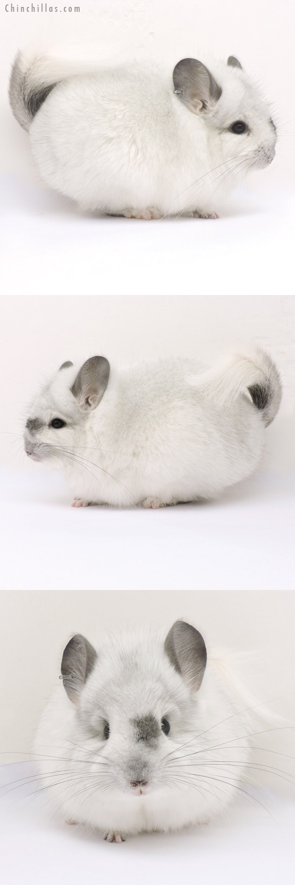 15008 Unique Silver Mosaic  Royal Persian Angora Male Chinchilla with Body Spot