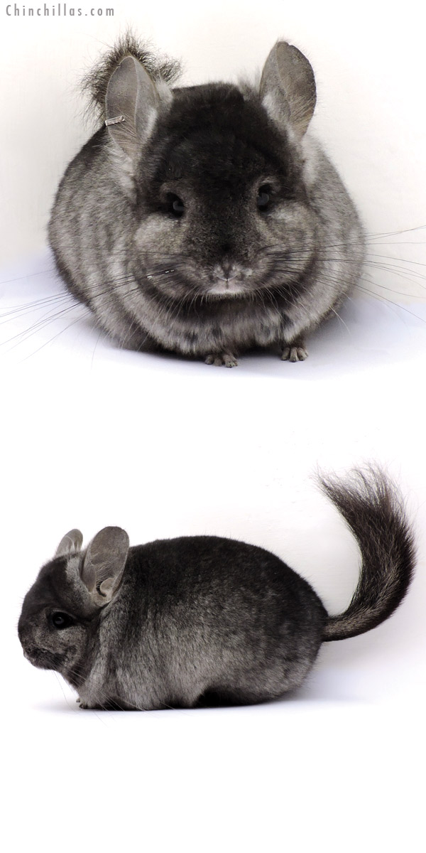 14356 Ebony  Royal Persian Angora Female Chinchilla