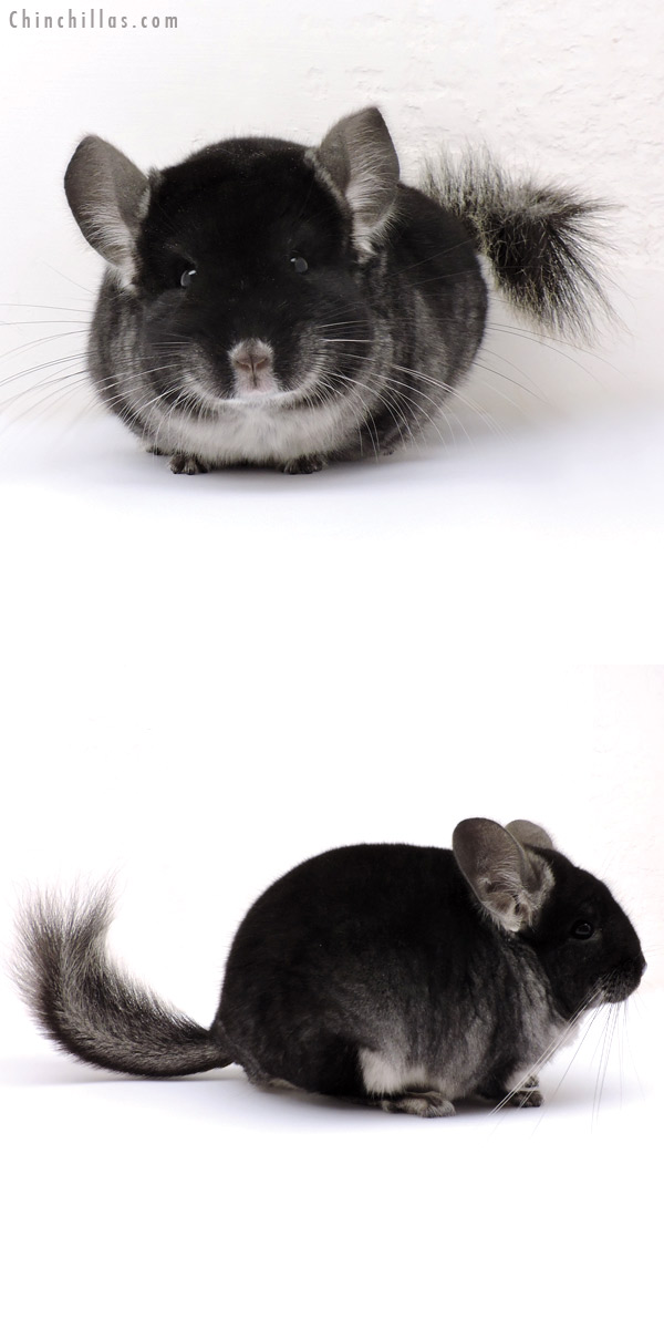 14326 Show Quality Black Velvet Male Chinchilla