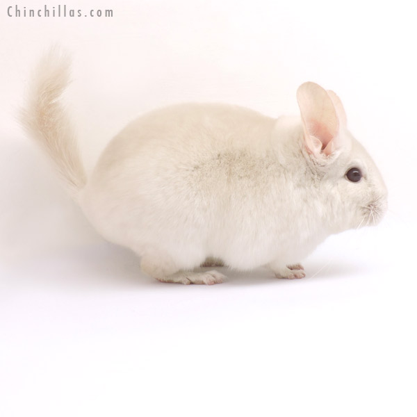 14349 Goldbar Female Chinchilla