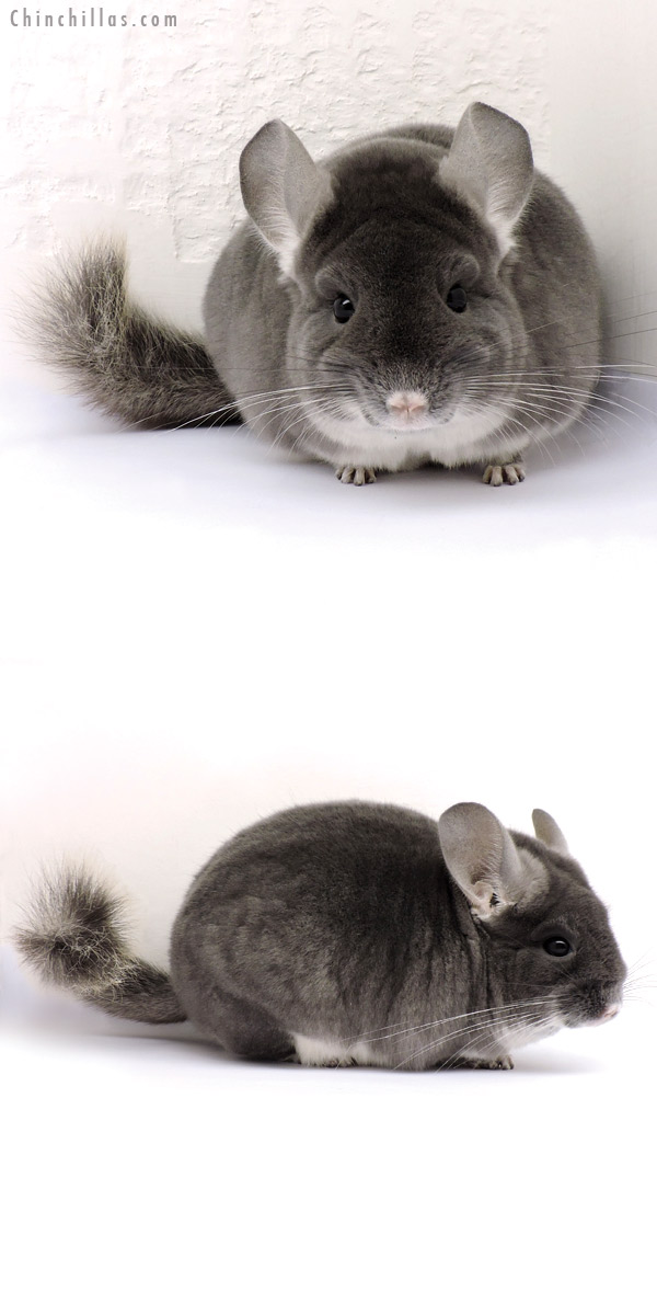 14359 Premium Production Quality TOV Violet Female Chinchilla