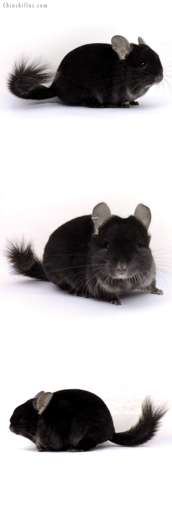 14354 Exceptional TOV Ebony (  Royal Persian Angora Carrier ) Female Chinchilla