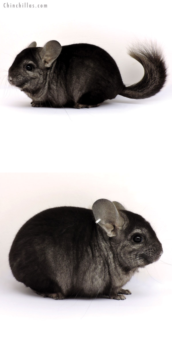 15003 Ebony (  Royal Persian Angora Carrier ) Male Chinchilla