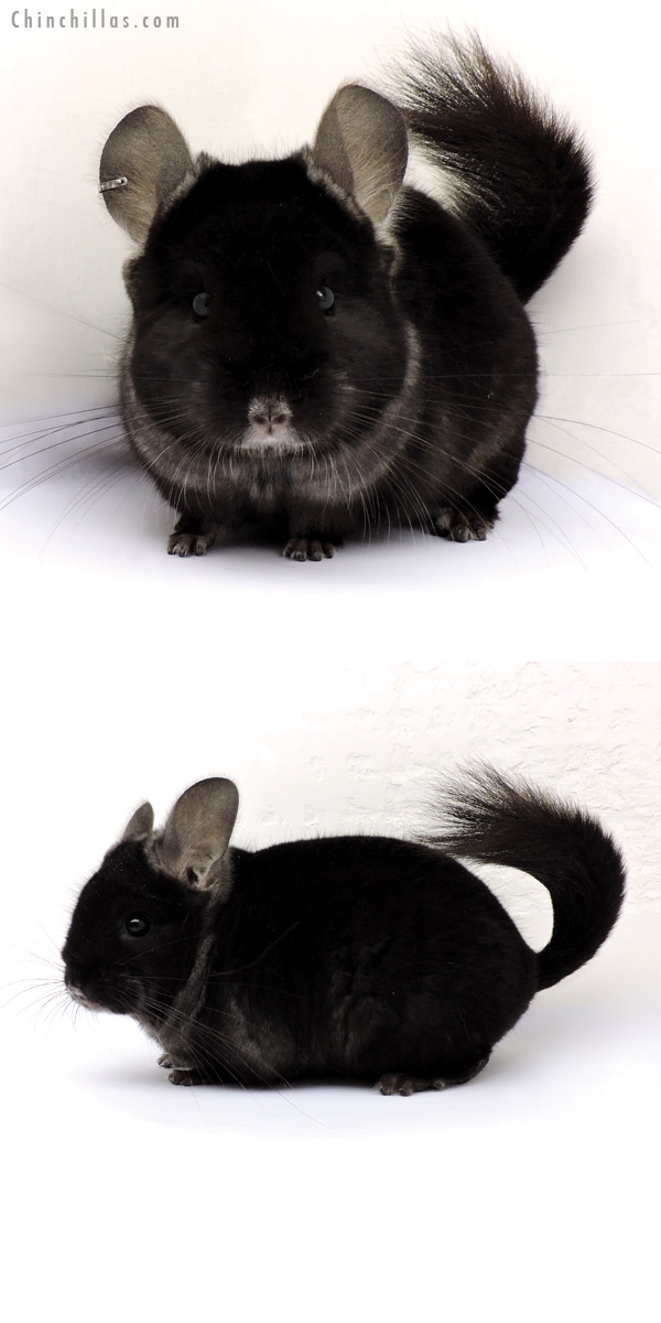 15010 TOV Ebony (  Royal Persian Angora Carrier ) Male Chinchilla