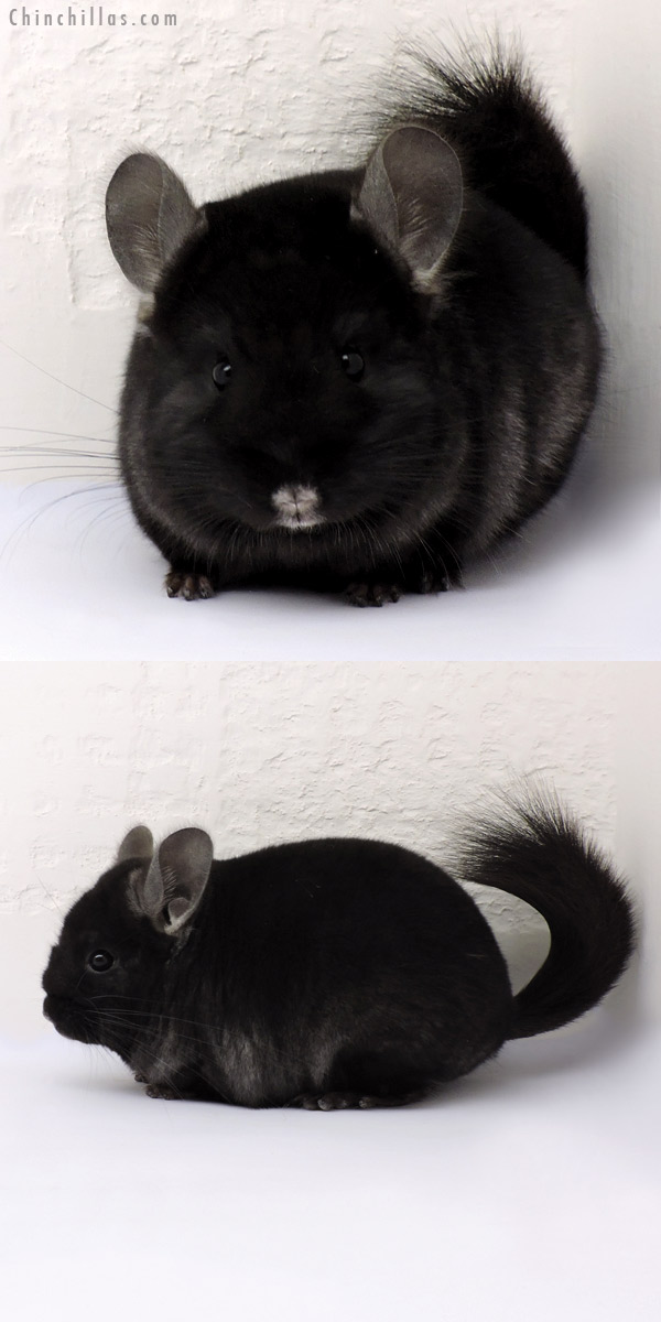 15011 Exceptional Ebony (  Royal Persian Angora Carrier ) Female Chinchilla