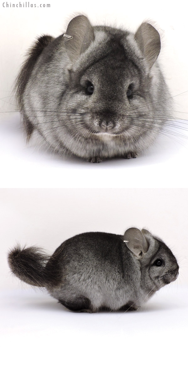 15001 Exceptional Ebony  Royal Persian Angora Male Chinchilla