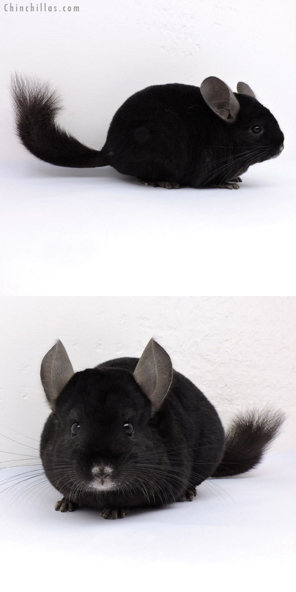 14350 Ebony ( Locken Carrier ) Female Chinchilla