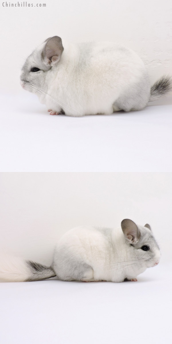 14358 Large Blocky Premium Production Quality White Mosaic Female Chinchilla