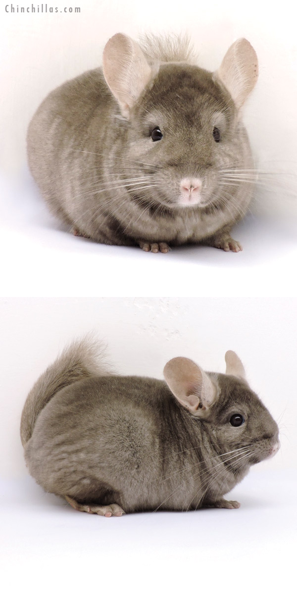 14352 Premium Production Quality Tan Female Chinchilla