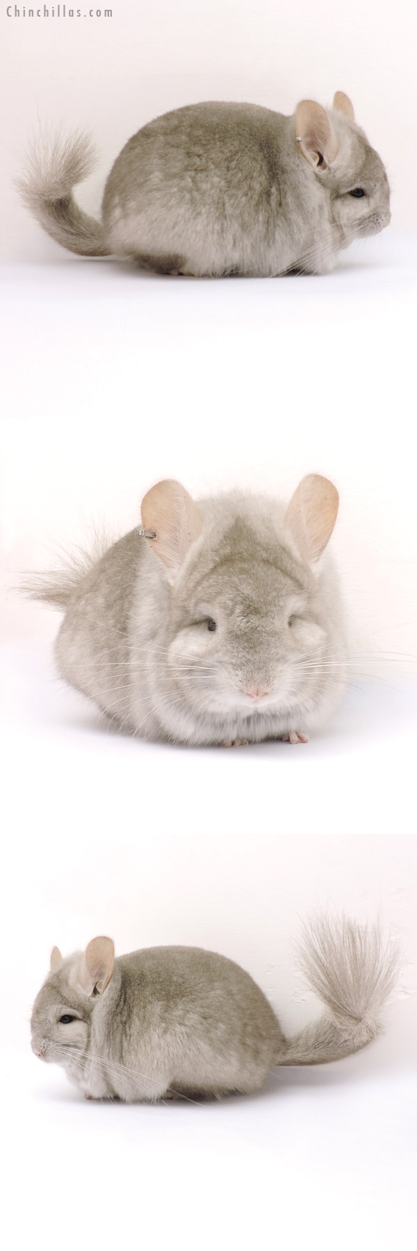 15004 Beige  Royal Persian Angora Male Chinchilla