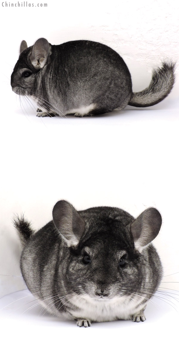 14351 Large Blocky Premium Production Quality Standard Female Chinchilla