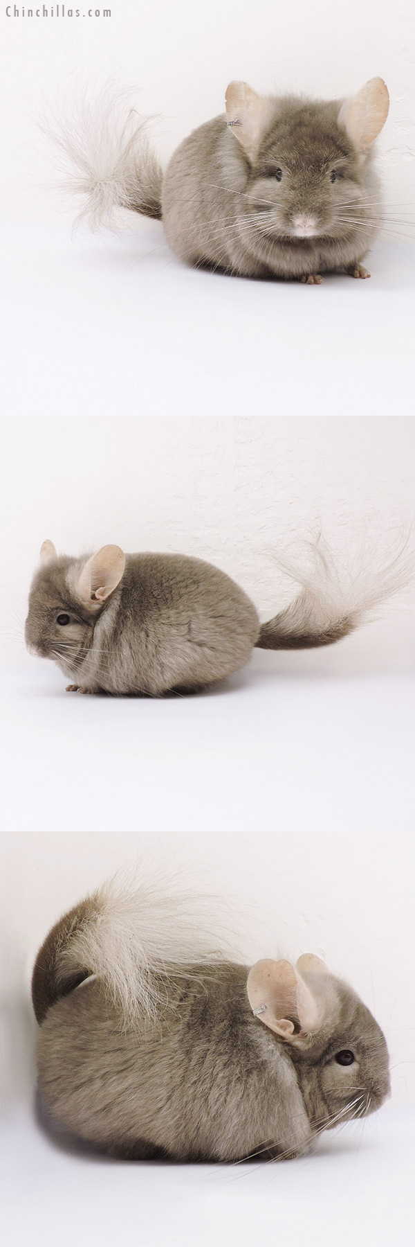 15025 Rare Tan  Royal Persian Angora Male Chinchilla