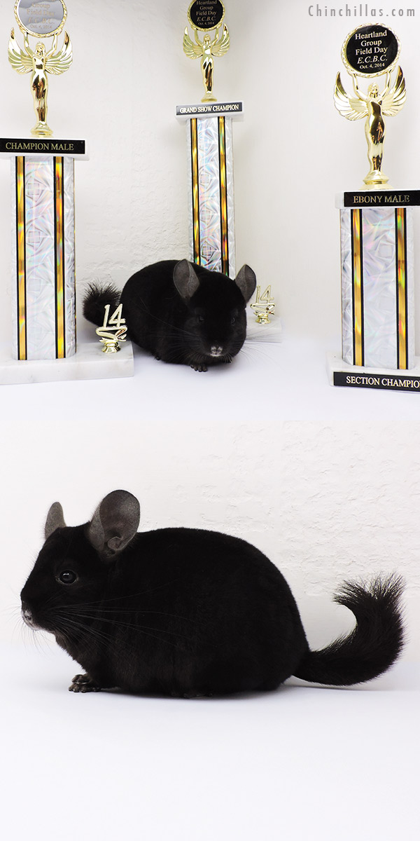 14340 Multi Champion Ebony Male Chinchilla