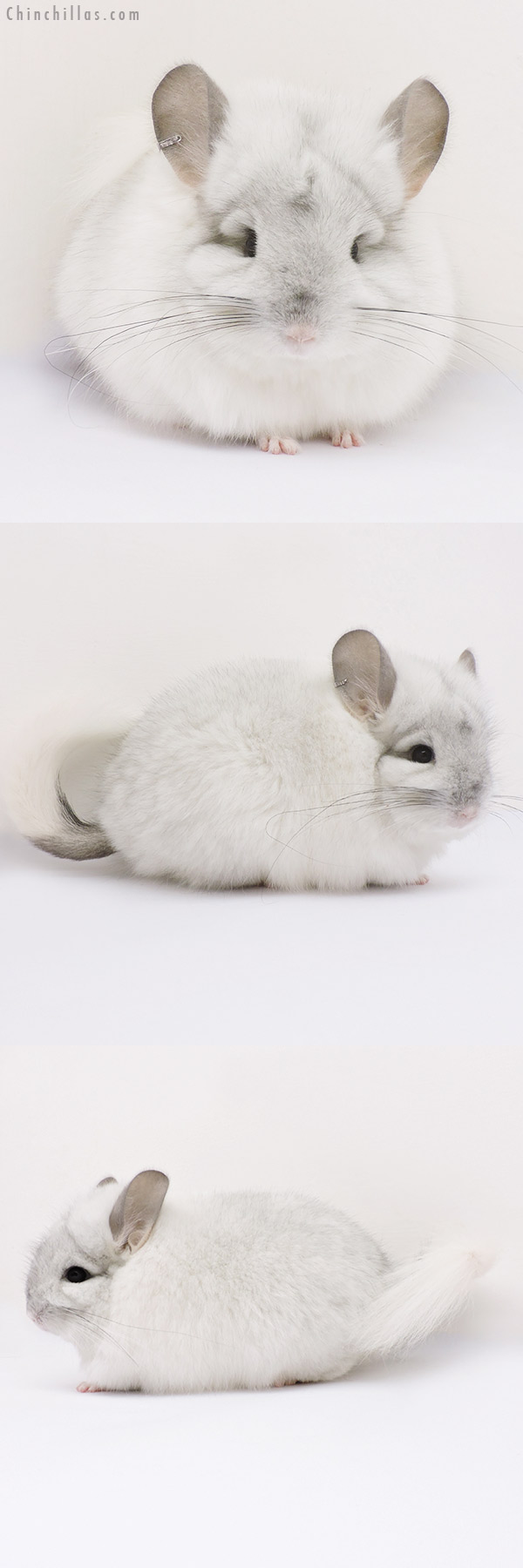 15016 Exceptional Silver Mosaic  Royal Persian Angora Female Chinchilla