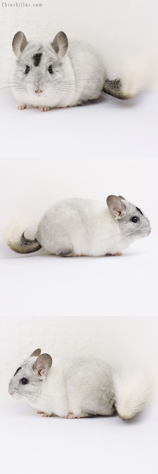 14342 Show Quality Extreme Mosaic Male Chinchilla