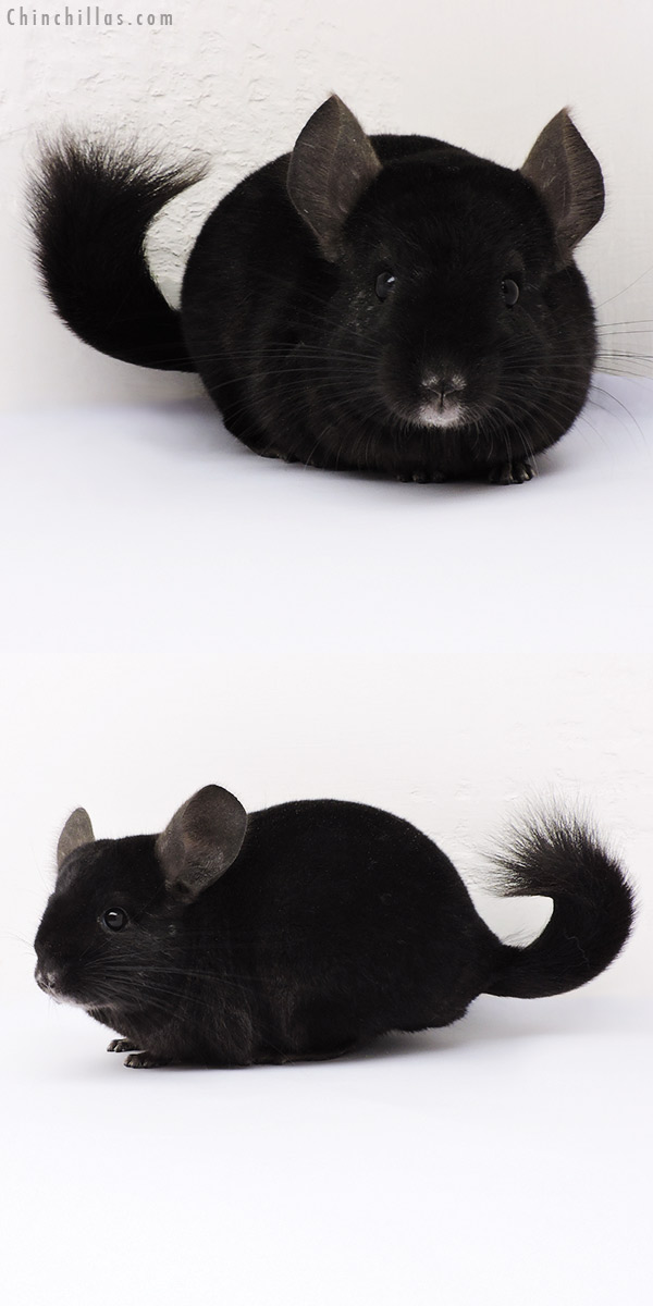 14347 Ebony ( Locken Carrier ) Female Chinchilla