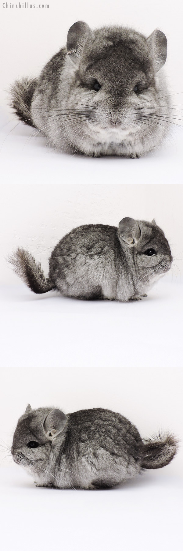 15007 Standard  Royal Persian Angora Male Chinchilla