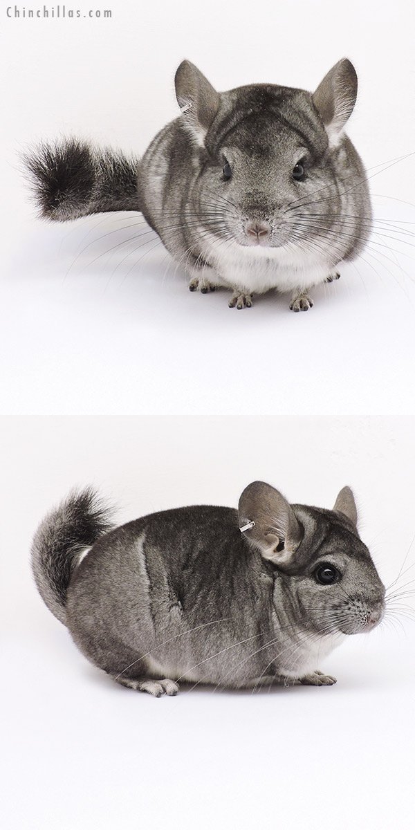 15013 Standard ( Ebony &  Royal Persian Angora Carrier ) Female Chinchilla