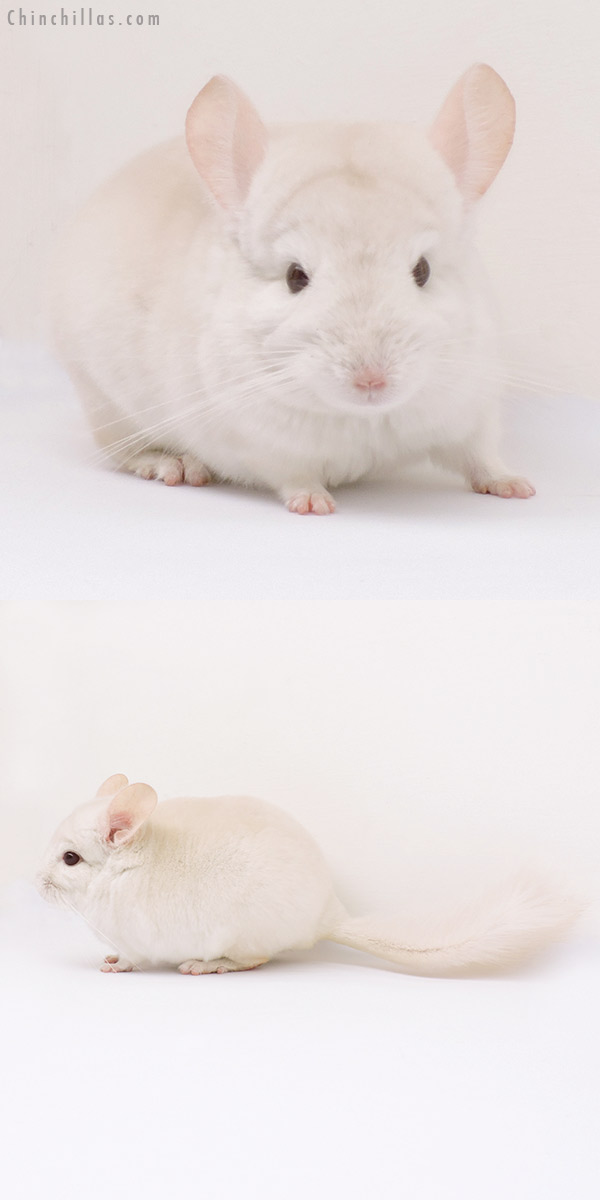 15021 Goldbar Male Chinchilla