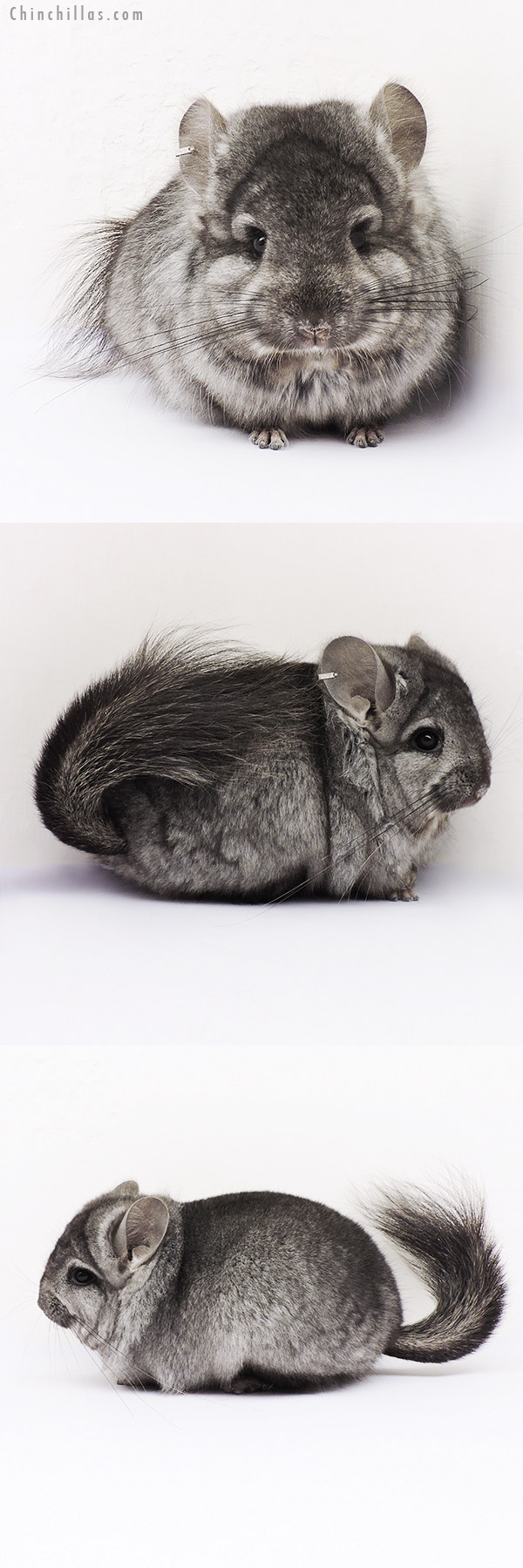 15027 Light Ebony  Royal Persian Angora Male Chinchilla