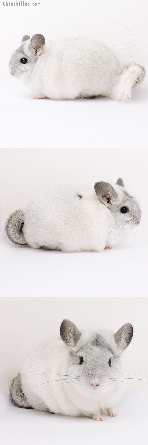 15018 Show Quality Silver Mosaic Female Chinchilla with Body Spot