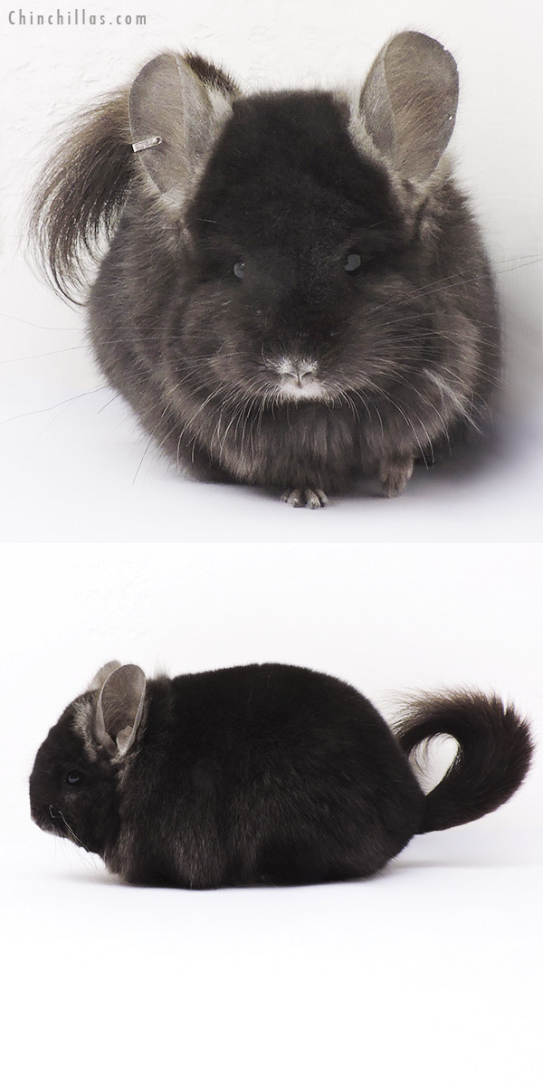 15015 Ebony  Royal Persian Angora Female Chinchilla