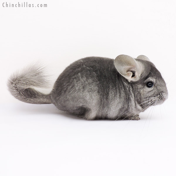 15005 Show Quality Light Wrap Around Sapphire Male Chinchilla