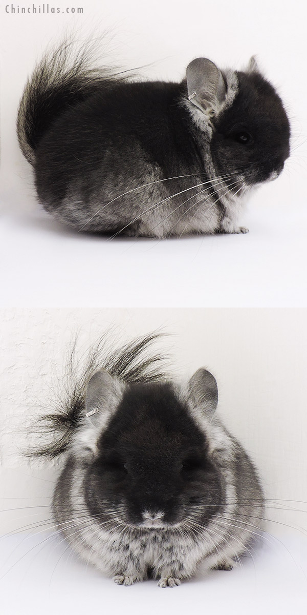 15029 Exceptional Black Velvet  Royal Persian Angora Male Chinchilla