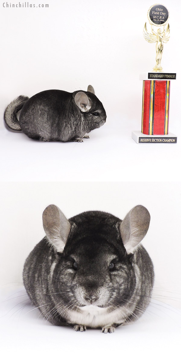 15019 Reserve Section Champion Standard Female Chinchilla