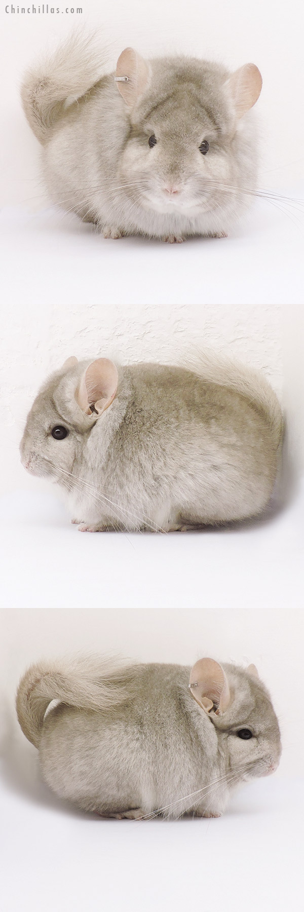 15028 Beige  Royal Persian Angora Male Chinchilla with 'lion mane'