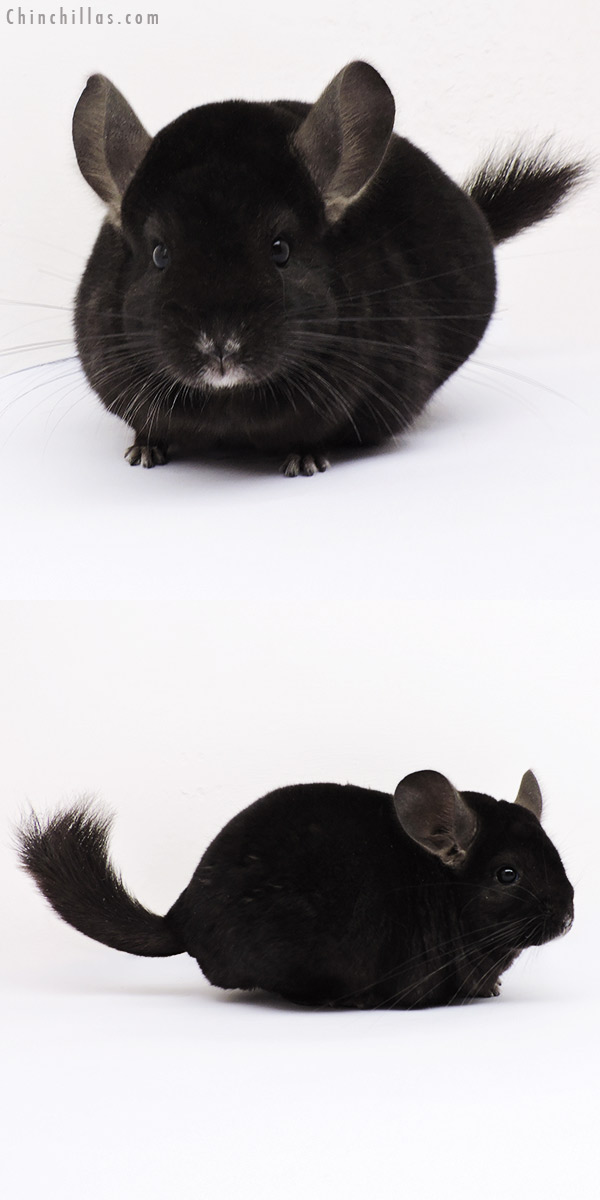 15017 Ebony ( Locken Carrier ) Female Chinchilla