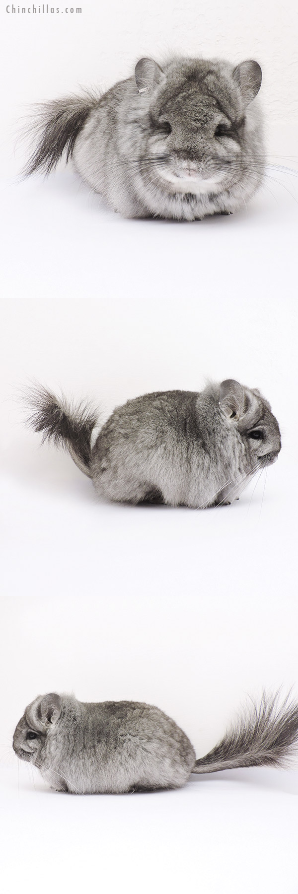 15014 Exceptional Standard  Royal Persian Angora Female Chinchilla